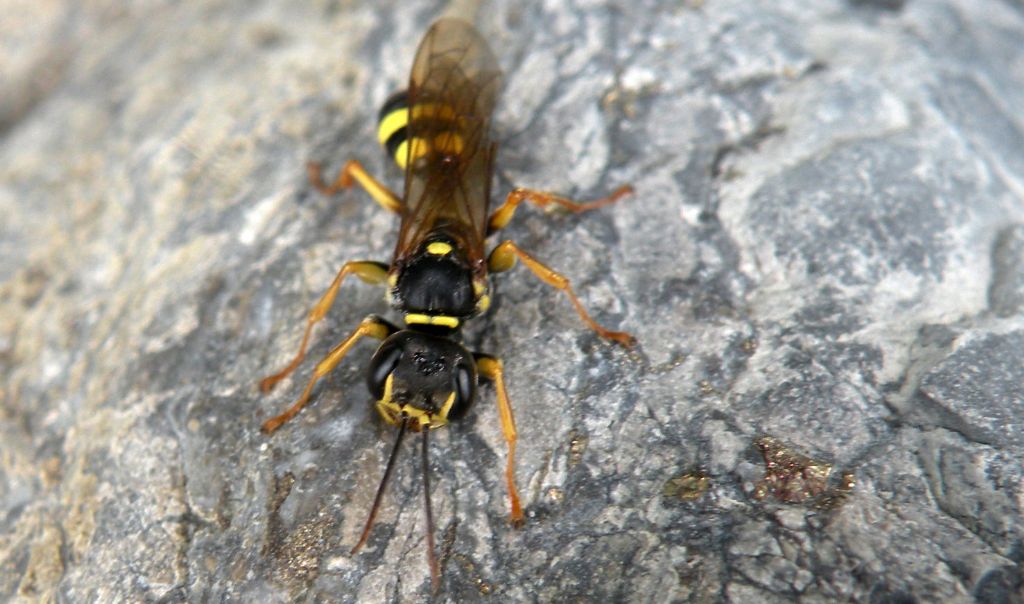 Mellinus arvensis, Crabronidae